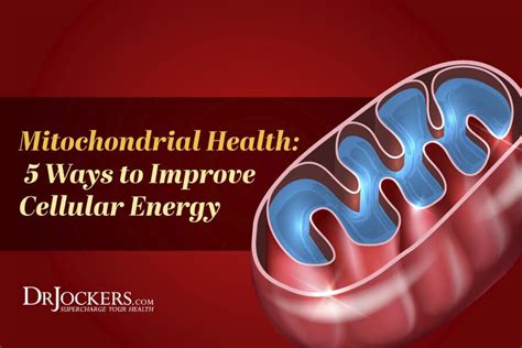 Mitochondrial Health 5 Ways To Improve Cellular Energy Mitochondrial