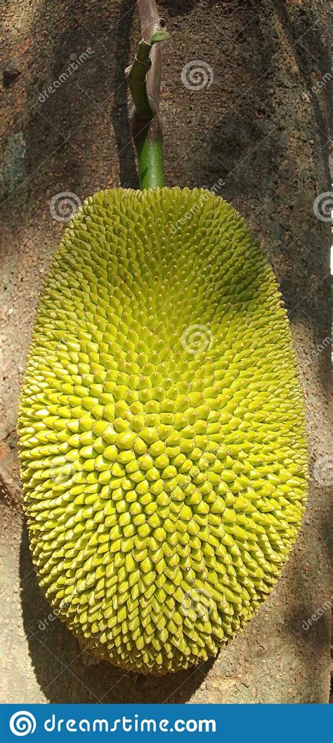 Natural Jackfruit Kerala Stock Photo Image Of Agriculture 179842516