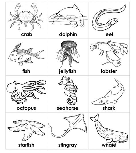 Educational Coloring Pages Sea Animals Preschool Animals Black And