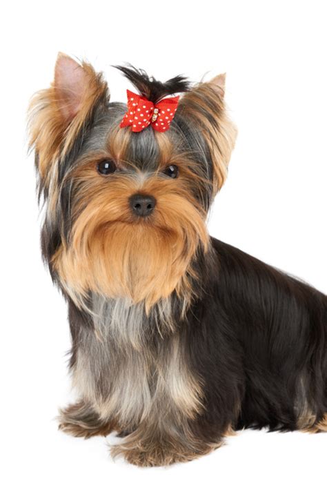 See more ideas about yorkie, yorkie hairstyles, yorkie haircuts. Puppy of the yorkshire terrier with red hair bow #yorkshireterrier | Yorkshire terrier puppies ...