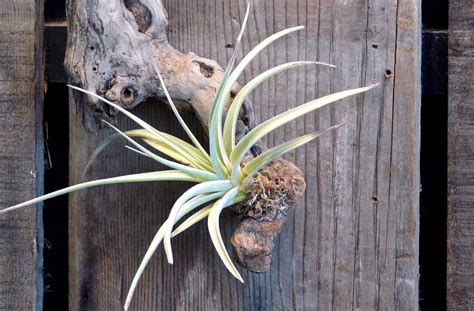 How To Successfully Grow Air Plants A Guide To Planting Care And