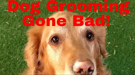 Dog Grooming Gone Wrong Youtube