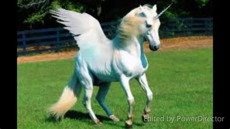 The Hoax Show Top 10 Fake Unicorn Photoshop Image Hoax Compilation