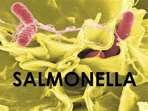 They're also known as salmonellosis. Salmonella