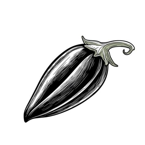 Premium Vector Hand Drawn Sketch Eggplant Illustration