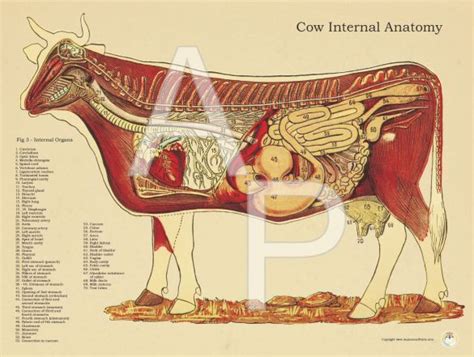 Cow Bovine Internal Anatomical Poster Cow Bovine Anatomy