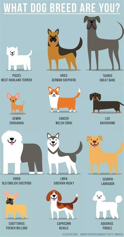 The Different Breeds Of Dogs Are Shown In This Poster Which Shows Them