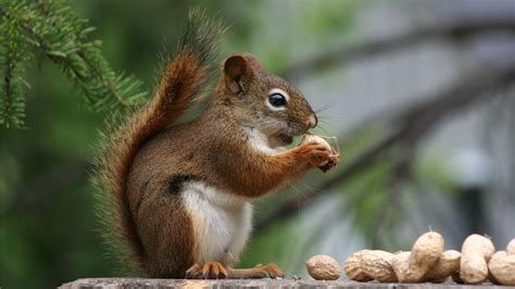 Squirrels Eat All Kinds Of Nuts Including Acorns Pine Nuts Walnuts