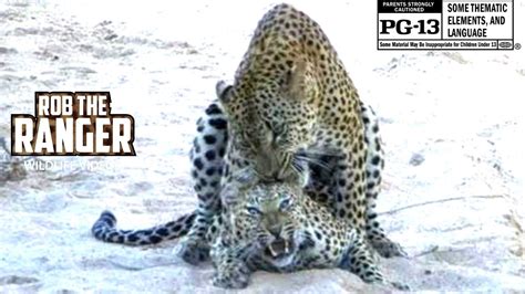 Sex In The Wild African Wildlife Leopards Mating Hd Youtube