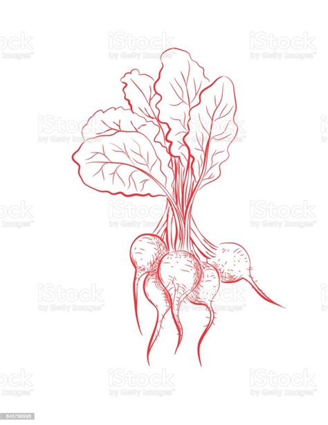 Hand Drawn Detailed Vegetables Beets Stock Illustration Download Image Now Beet Drawing