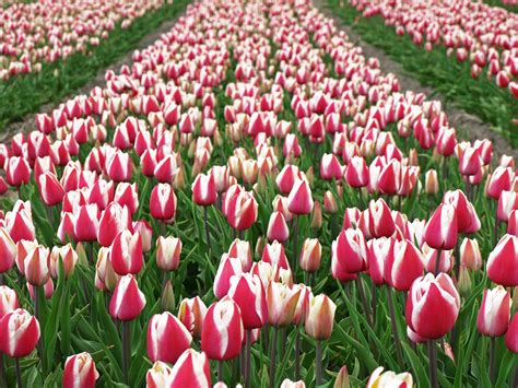 Dutch Tulip Season Free Photo Download Freeimages