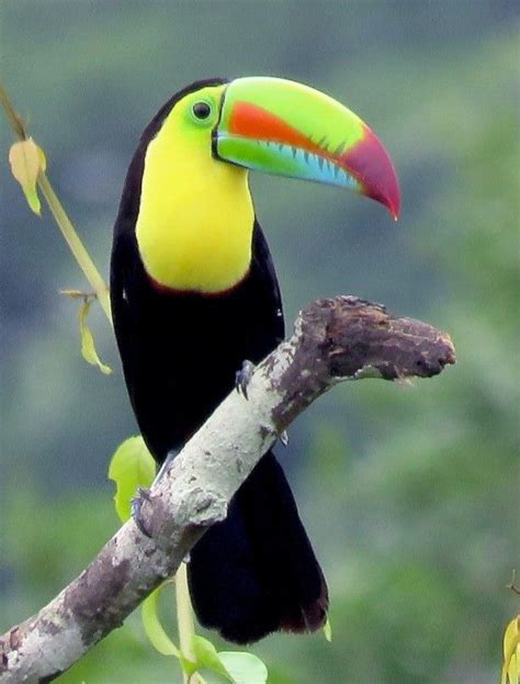 サンショクキムネオオハシ Keel Billed Toucan Sulfur Breasted Toucan Ramphastos