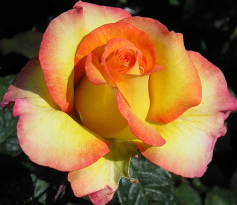 Especially For You 55lt Potted Hybrid Tea Garden Rose Bush Yellow