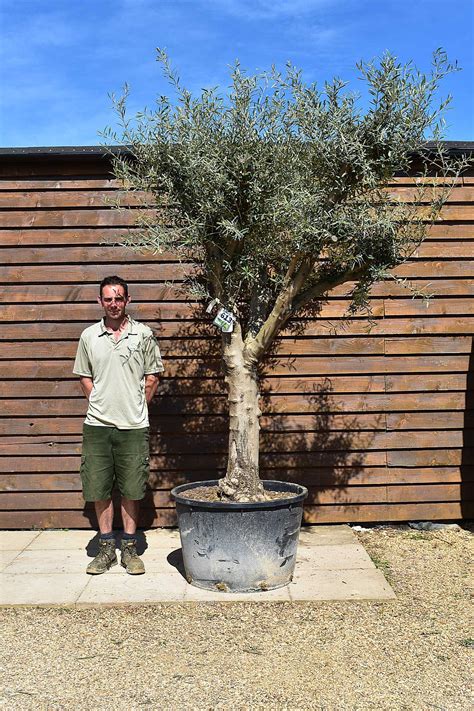 Tall Multi Stem Olive Tree No 613 Olive Grove Oundle