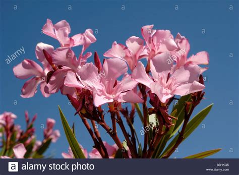 Oleanders Stock Photo Alamy
