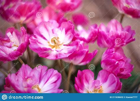 Pink Spring Flowers Tulips With Selective Focus Flower Background