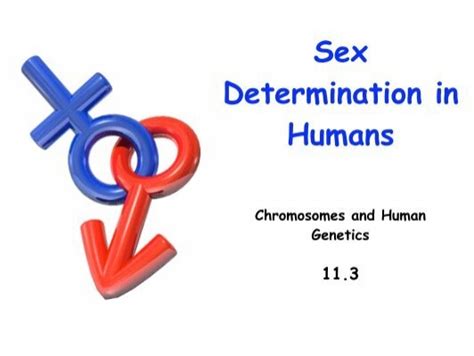 Sex Determination In Humans