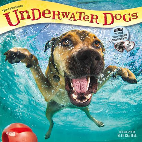 Underwater Dogs 2019 Official Square Wall Calendar Buy Online At