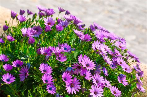 7 Steps To Propagate Osteospermum From Cuttings