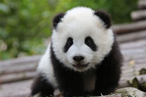 Cute Baby Panda Playing Wallpaper Panda Bear Baby Panda Pictures