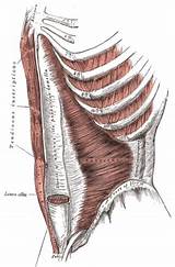 Images of Core Muscles Pain