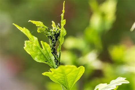 Tiny Black Bugs On Plants How To Get Rid Of Them A Prettier Petal