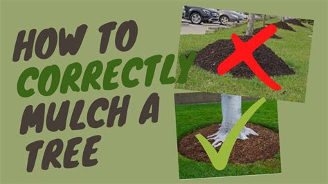 How To Correctly Mulch A Tree Youtube