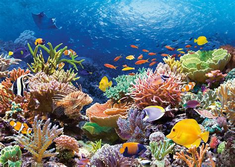 Arrecifes Idea Beautiful Sea Creatures Coral Reef Pictures Coral