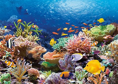 3 photos · curated by alena kengchon. arrecifes idea | Coral reef pictures, Sea photography ...