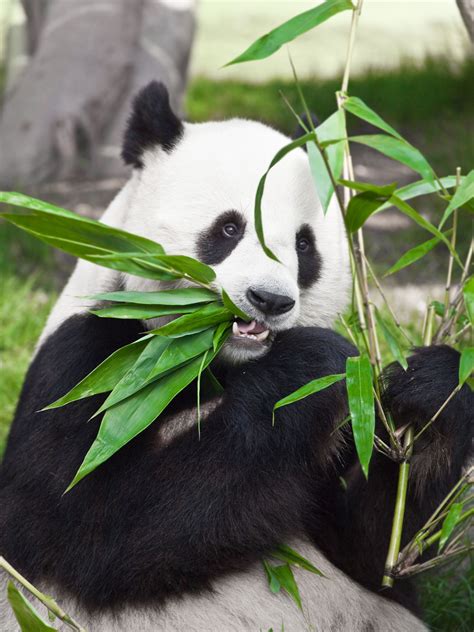 Where Do Pandas Really Live Check This Out Animal Sake