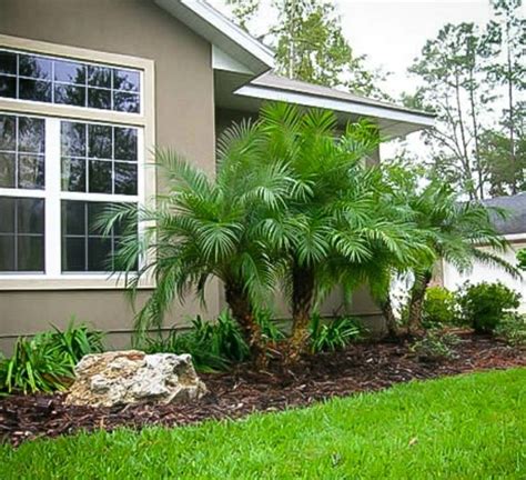 Pygmy Date Palm Palm Trees Landscaping Florida Landscaping Tropical