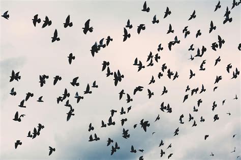Flock Of Black Birds Under White Cloudy Sky · Free Stock Photo