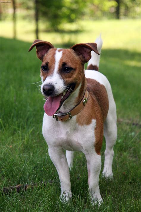 The jack russell terrier is a small terrier that has its origins in fox hunting. Jack Russell Terrier - Pictures, Information, Temperament ...