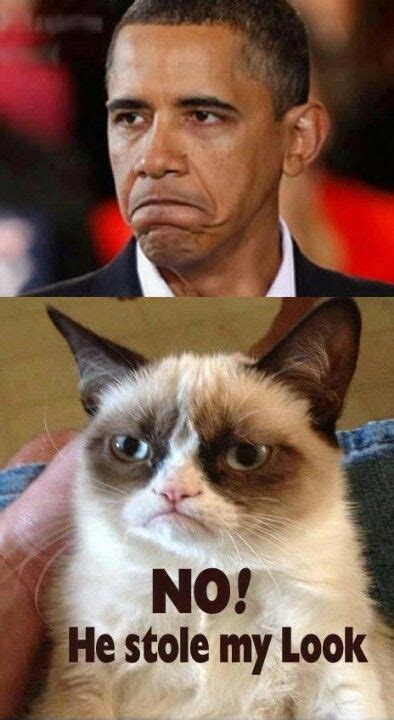 So True Funny Grumpy Cat Memes Grumpy Cat Humor Grumpy Cat Quotes