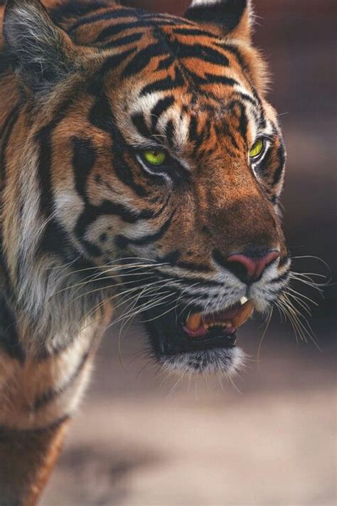 Esta subespecie de tigre blanco está en peligro de extinción. Pin de Jessica Flores en Tiger | Felinos salvajes ...