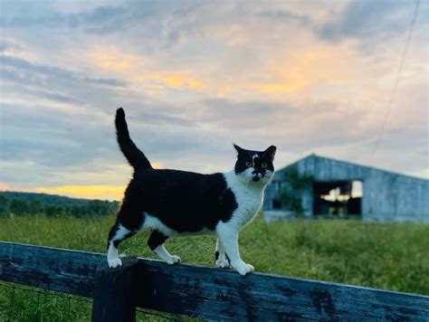 Adopt A Barn Cat Cvhs Central Vermont Humane Society