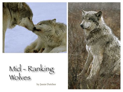 Mid Ranking Wolves Living With Wolves