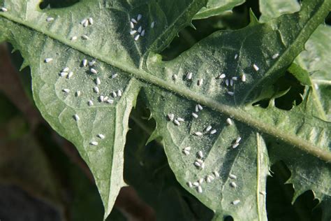 Greenhouse Whitefly Fact Sheet Extension