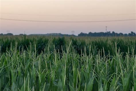 Nebraska Corn Field In The Summer Time Stock Photo Image Of Closeup