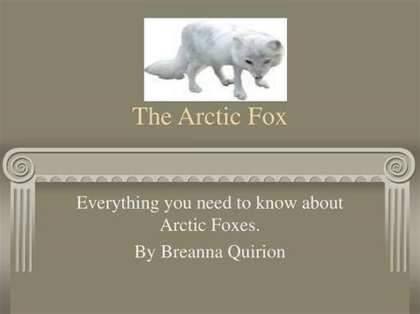 Ppt The Arctic Fox Powerpoint Presentation Free Download Id2735877