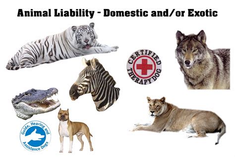 This will cover a tenant if they are found liable for injury to another person or damage to another person's property. Canine Liability Insurance - Maitland, FL