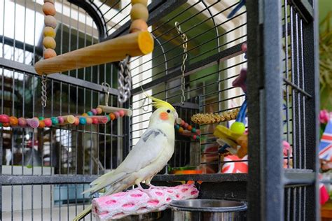 What Cage Size For A Cockatiel Do I Need Vet Reviewed Requirements