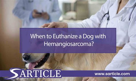 When To Euthanize A Dog With Hemangiosarcoma Sarticle