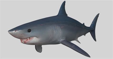 3d Shark 03 Cgtrader