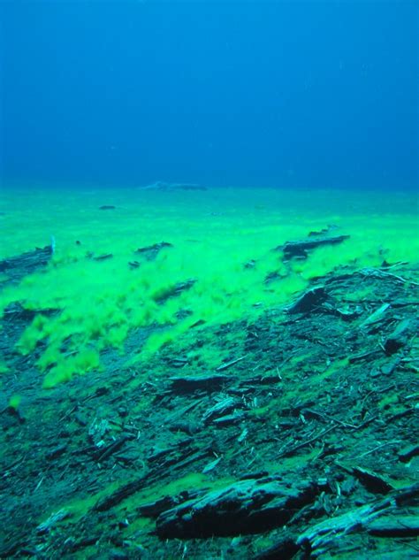 Clear Lake Summer Diving Not Your Average Engineer