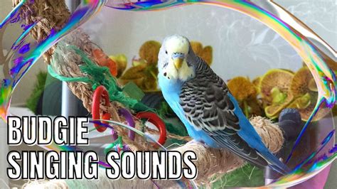 Budgie Singing Sounds Birdsounds Parrot Budgies Parakeet Chirping