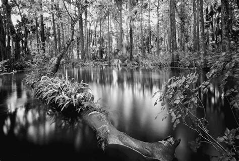 Loxahatchee River 1 © 1991 Clyde Butcher Black And White Fine Art