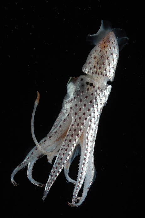 Squid Spectacular Oceania Species ~ Planetanimalzone
