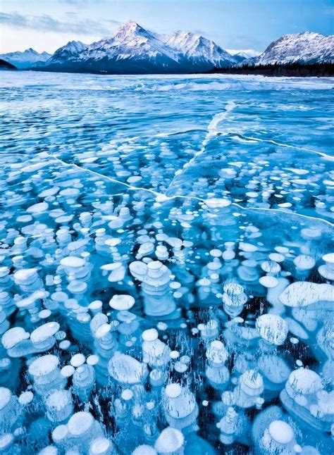 The Surreal Ice Bubbles In The Abraham Lake Canada Frozen Bubbles