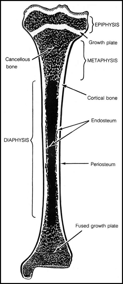 Schematic Diagram Of A Tibia Showing The Proximal Open Growth Plate